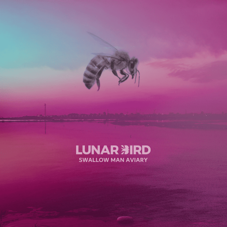 Track Review: Swallow Man Aviary // Lunar Bird