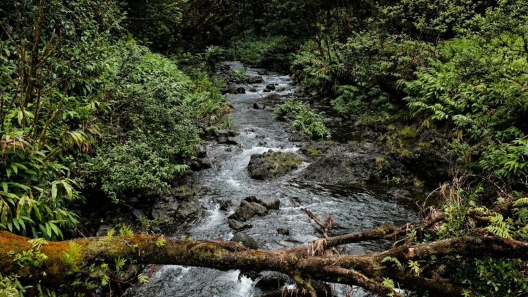 Poem of the Week: Riversong // Robert Macfarlane and Nick Hayes